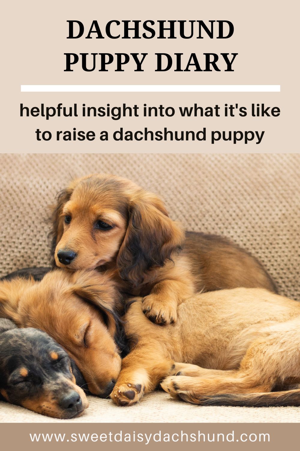 Dachshund Puppy Diary Sweet Daisy Dachshund