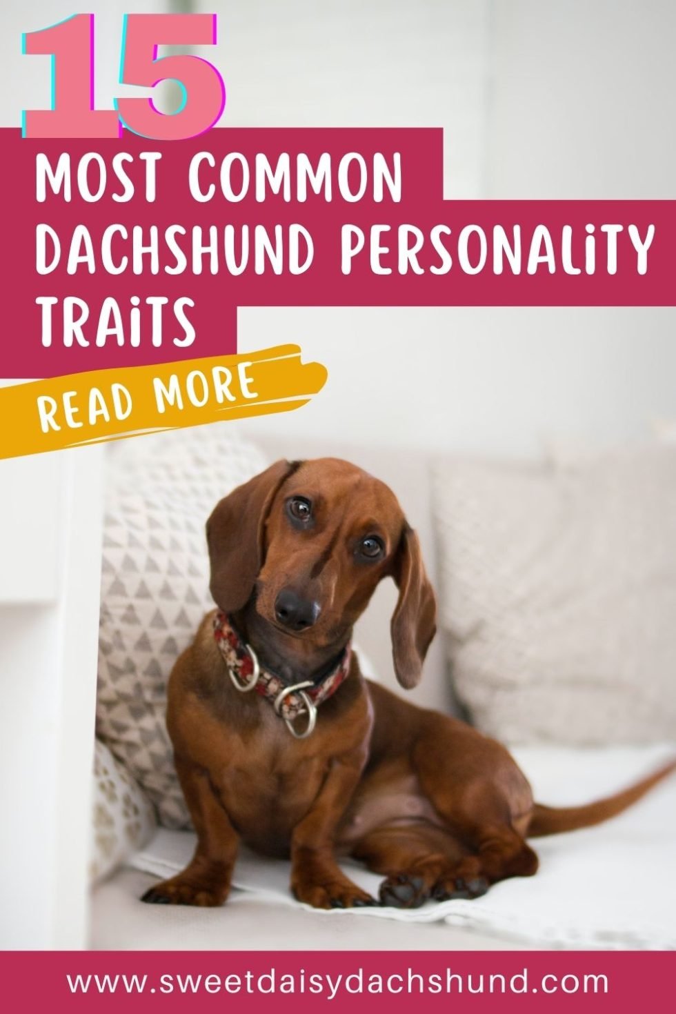 15 Most Common Dachshund Personality Traits Sweet Daisy Dachshund